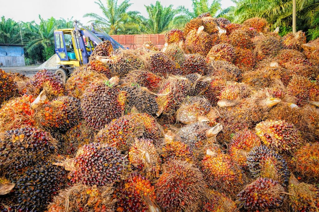 Verbod op palmolie is niet de oplossing